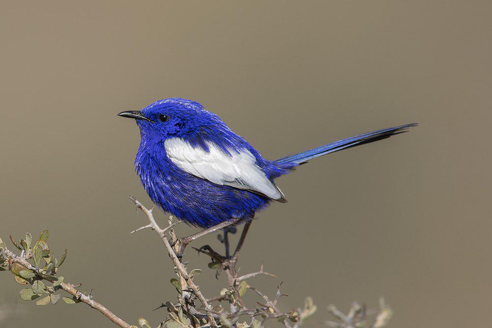 蓝白细尾鹩莺 / White-winged Fairywren / Malurus leucopterus