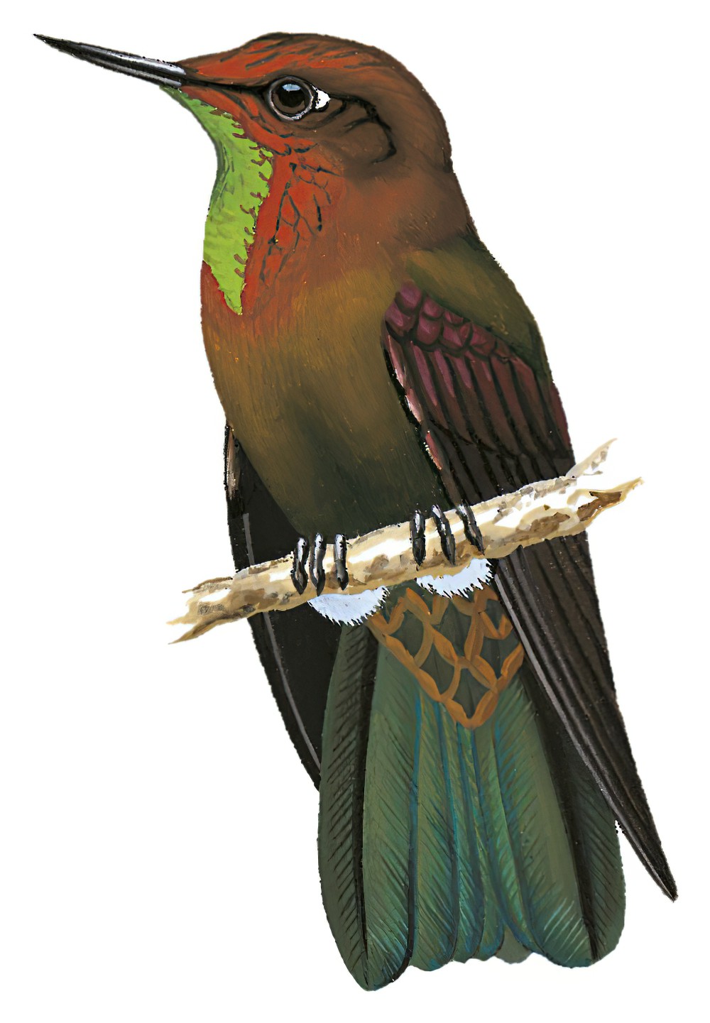 铜辉尾蜂鸟 / Coppery Metaltail / Metallura theresiae