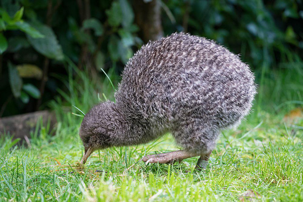 小斑几维 / Little Spotted Kiwi / Apteryx owenii