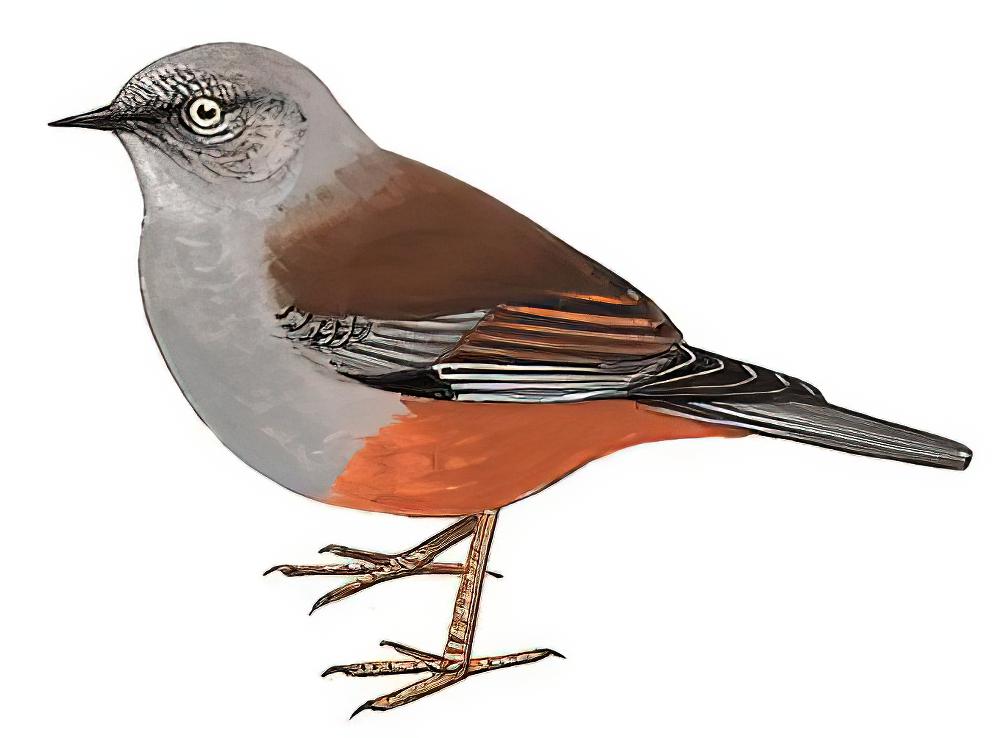 栗背岩鹨 / Maroon-backed Accentor / Prunella immaculata