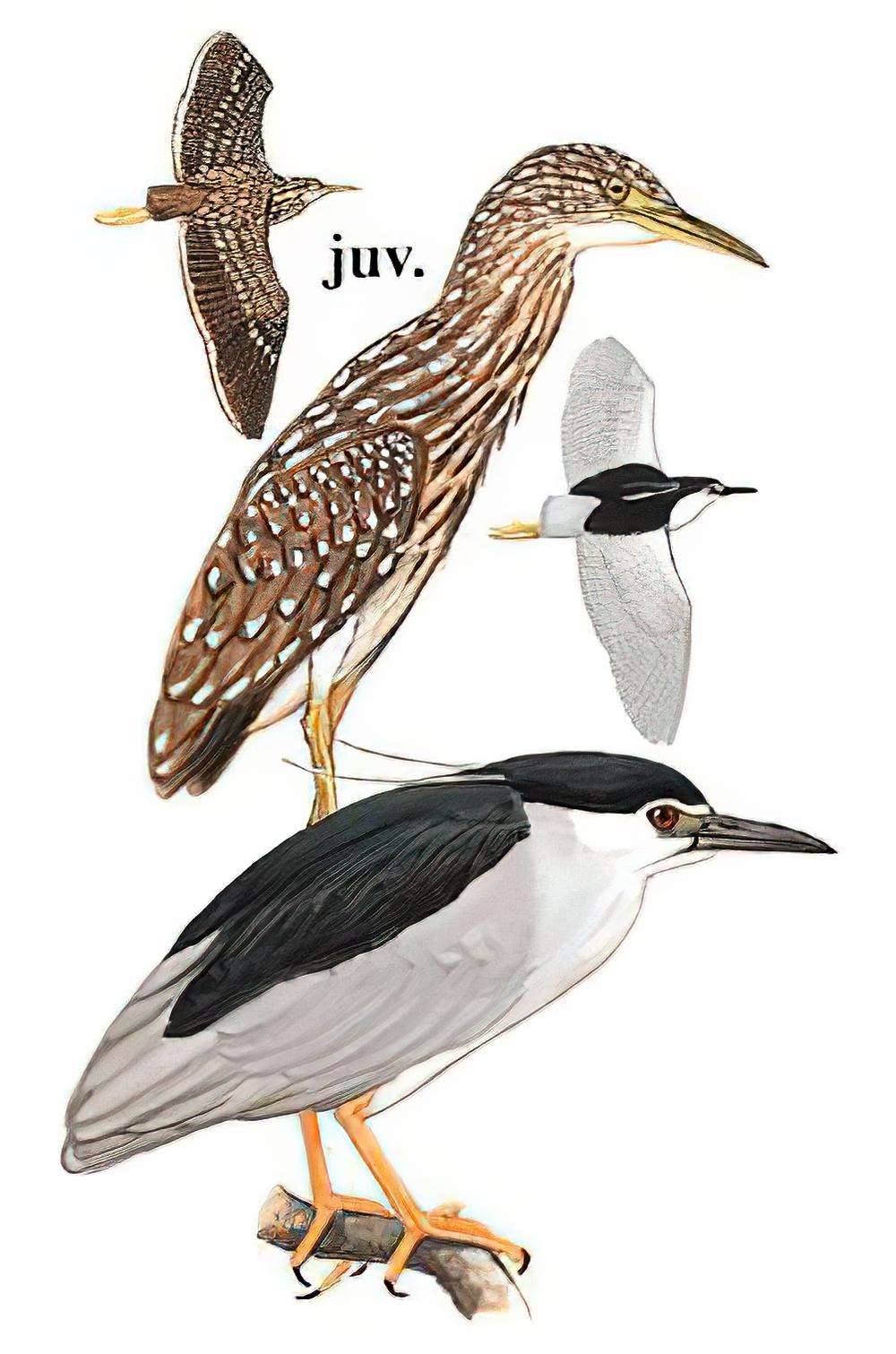 夜鹭 / Black-crowned Night Heron / Nycticorax nycticorax