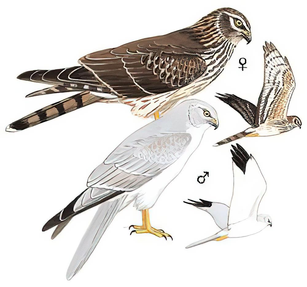 草原鹞 / Pallid Harrier / Circus macrourus