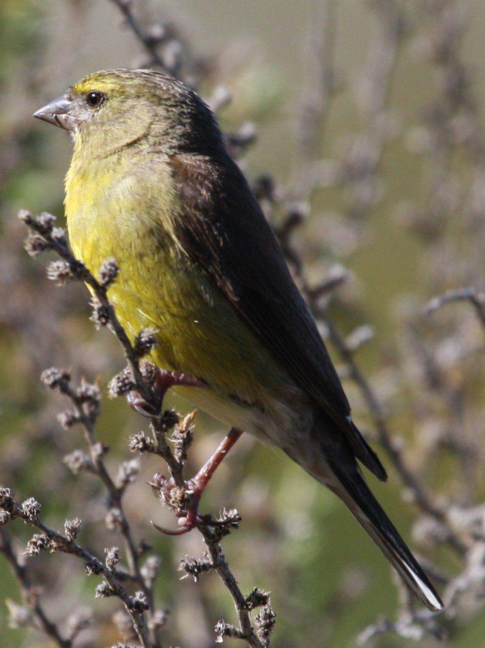 海角丝雀 / Cape Siskin / Crithagra totta