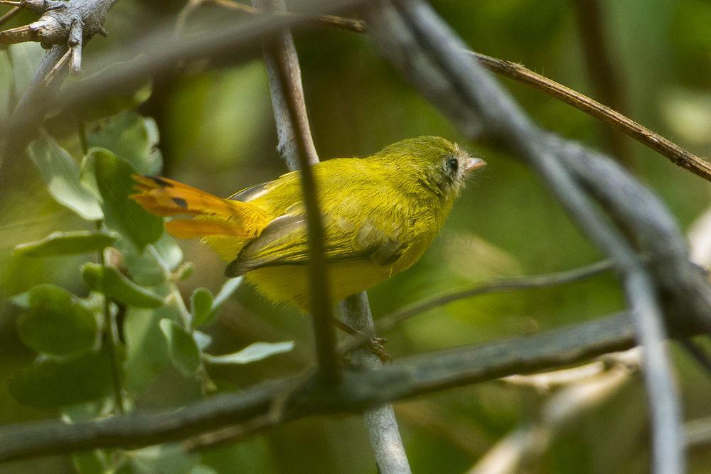 利氏红鹟 / Livingstone\'s Flycatcher / Erythrocercus livingstonei