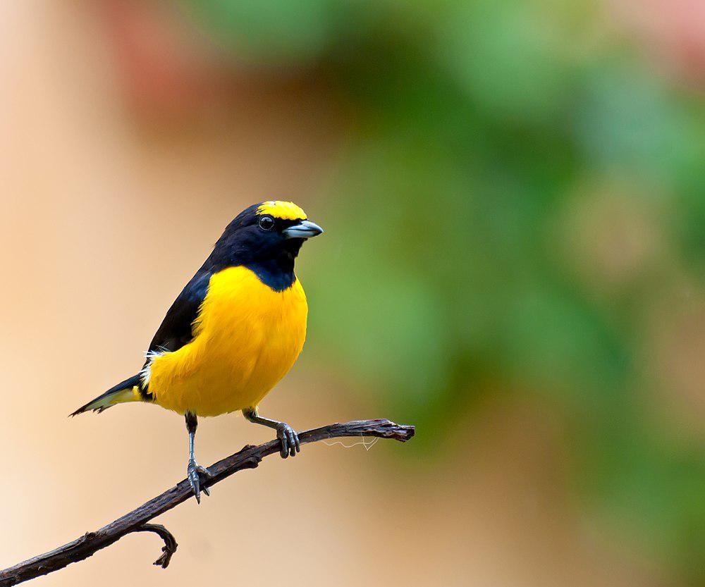 紫喉歌雀 / Purple-throated Euphonia / Euphonia chlorotica