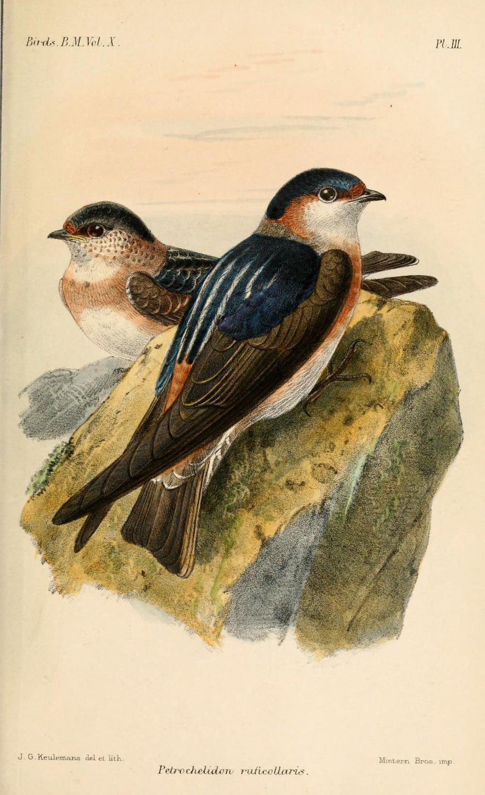 栗领崖燕 / Chestnut-collared Swallow / Petrochelidon rufocollaris