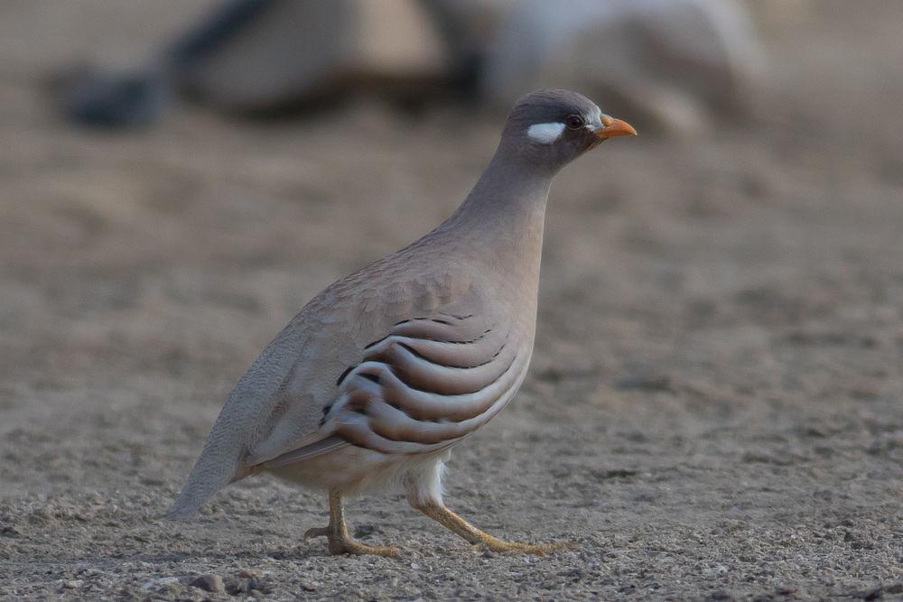 沙鹑 / Sand Partridge / Ammoperdix heyi