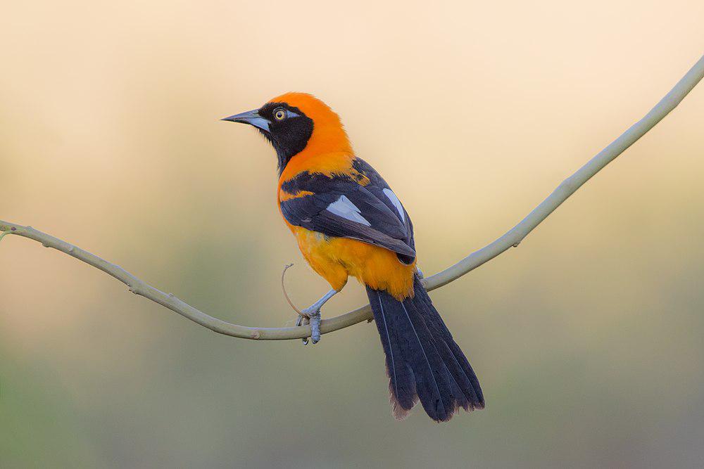 橙背拟鹂 / Orange-backed Troupial / Icterus croconotus