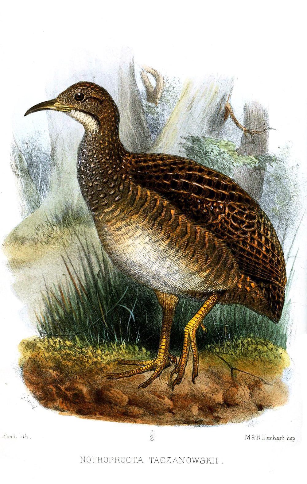 高山斑䳍 / Taczanowski\'s Tinamou / Nothoprocta taczanowskii