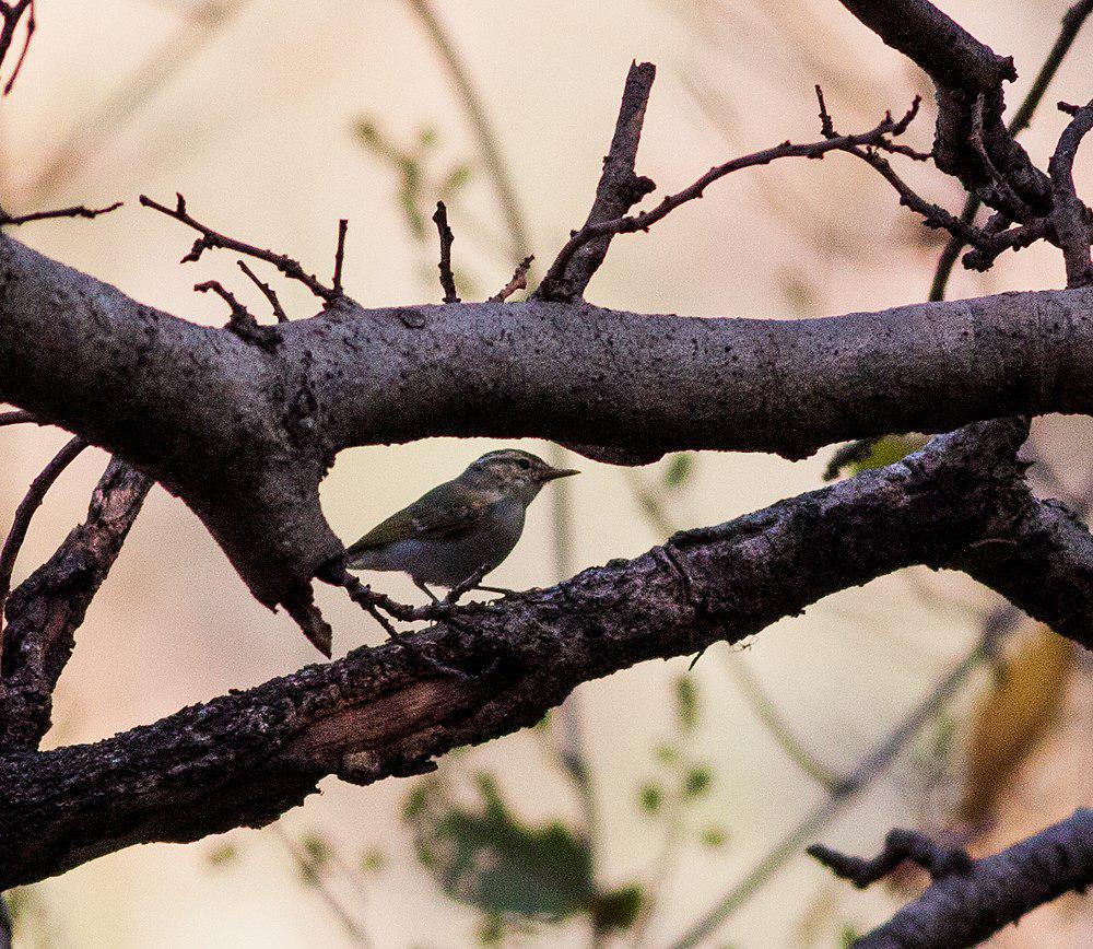 大冕柳莺 / Western Crowned Warbler / Phylloscopus occipitalis