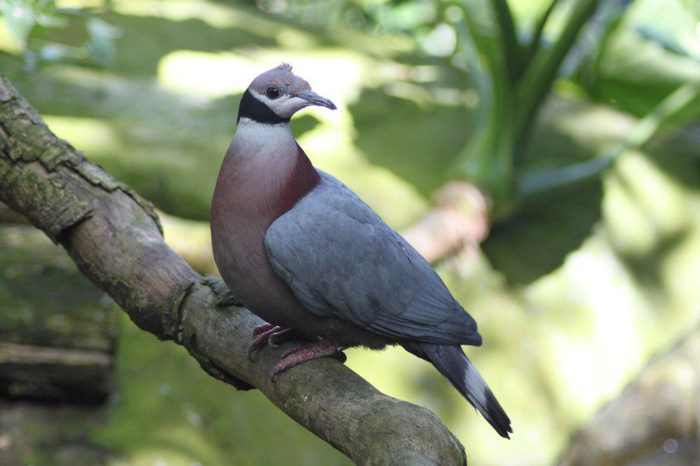 黑领皇鸠 / Collared Imperial Pigeon / Ducula mullerii