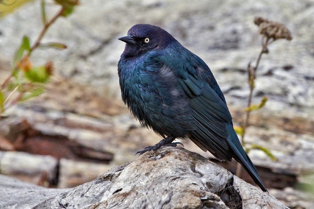 蓝头黑鹂 / Brewer\'s Blackbird / Euphagus cyanocephalus