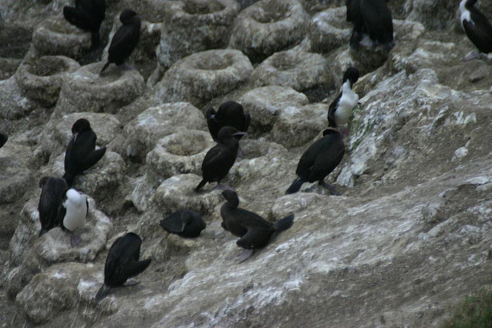 铜鸬鹚 / Otago Shag / Leucocarbo chalconotus