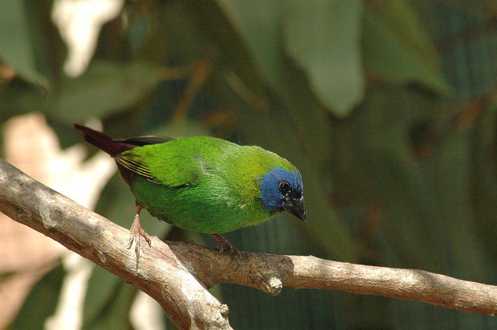 蓝脸鹦雀 / Blue-faced Parrotfinch / Erythrura trichroa