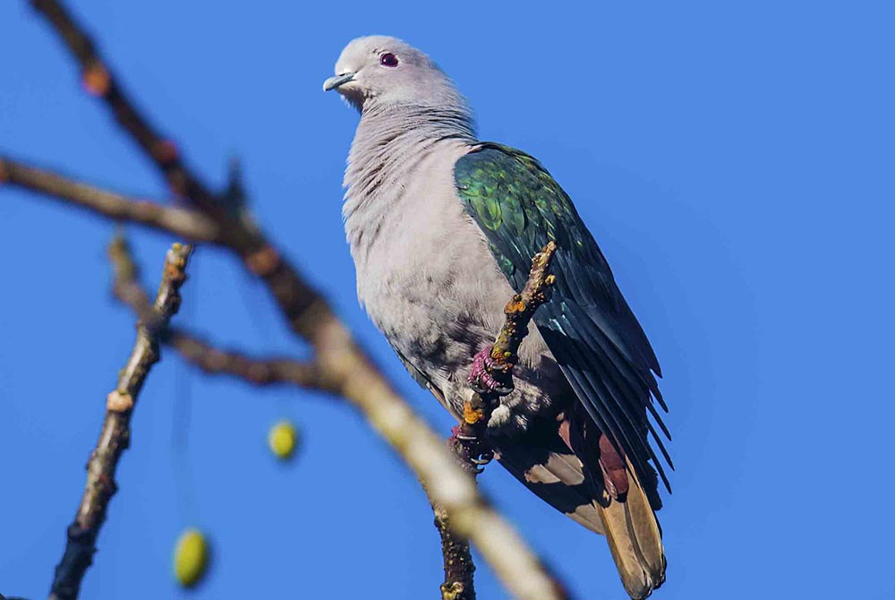 灰头林鸽 / Nilgiri Wood Pigeon / Columba elphinstonii