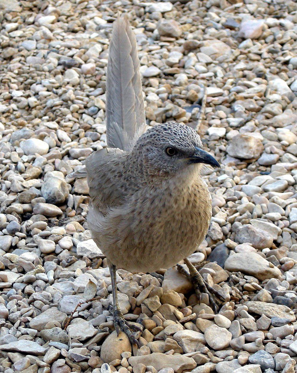 阿拉伯鸫鹛 / Arabian Babbler / Argya squamiceps