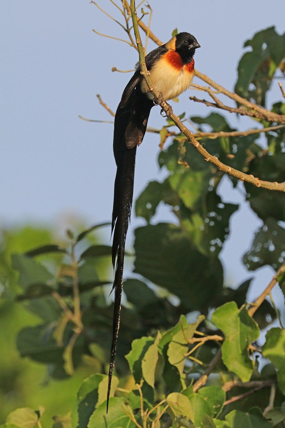 乐园维达雀 / Long-tailed Paradise Whydah / Vidua paradisaea