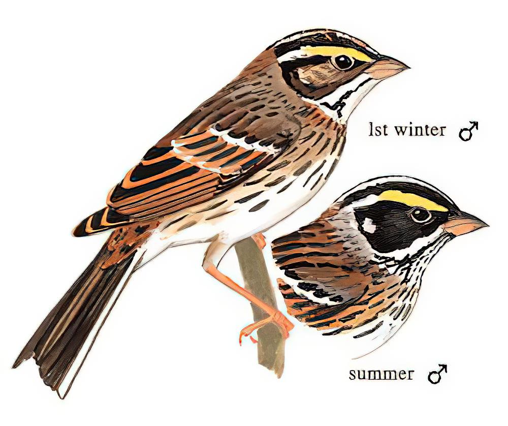 黄眉鹀 / Yellow-browed Bunting / Emberiza chrysophrys