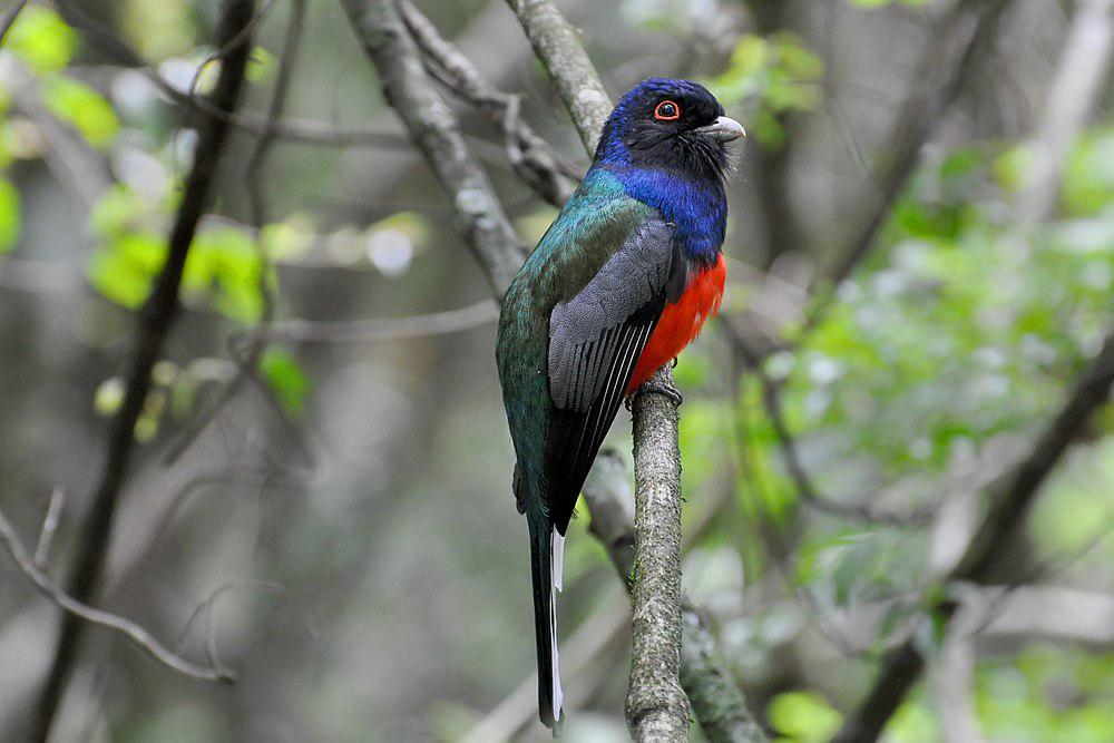 苏鲁美洲咬鹃 / Surucua Trogon / Trogon surrucura