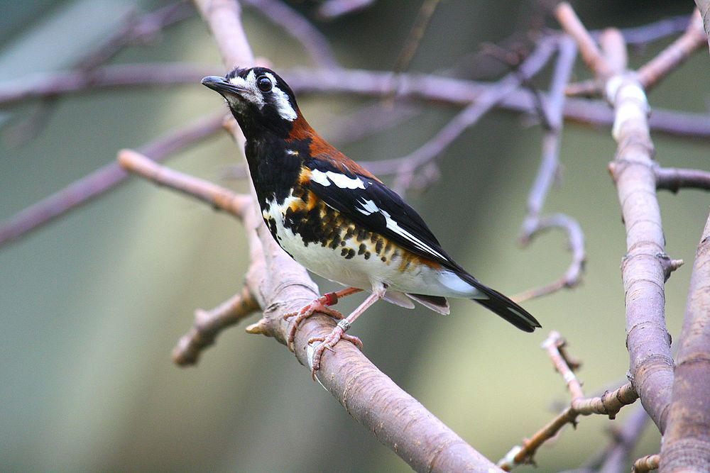 栗背地鸫 / Chestnut-backed Thrush / Geokichla dohertyi