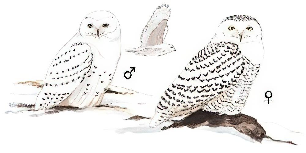 雪鸮 / Snowy Owl / Bubo scandiacus