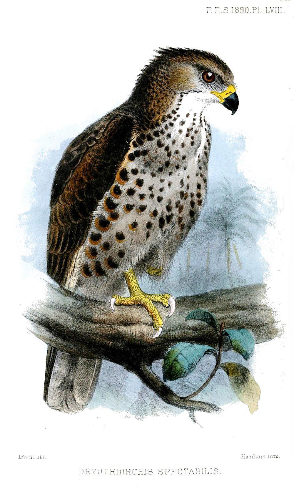 刚果蛇雕 / Congo Serpent Eagle / Circaetus spectabilis