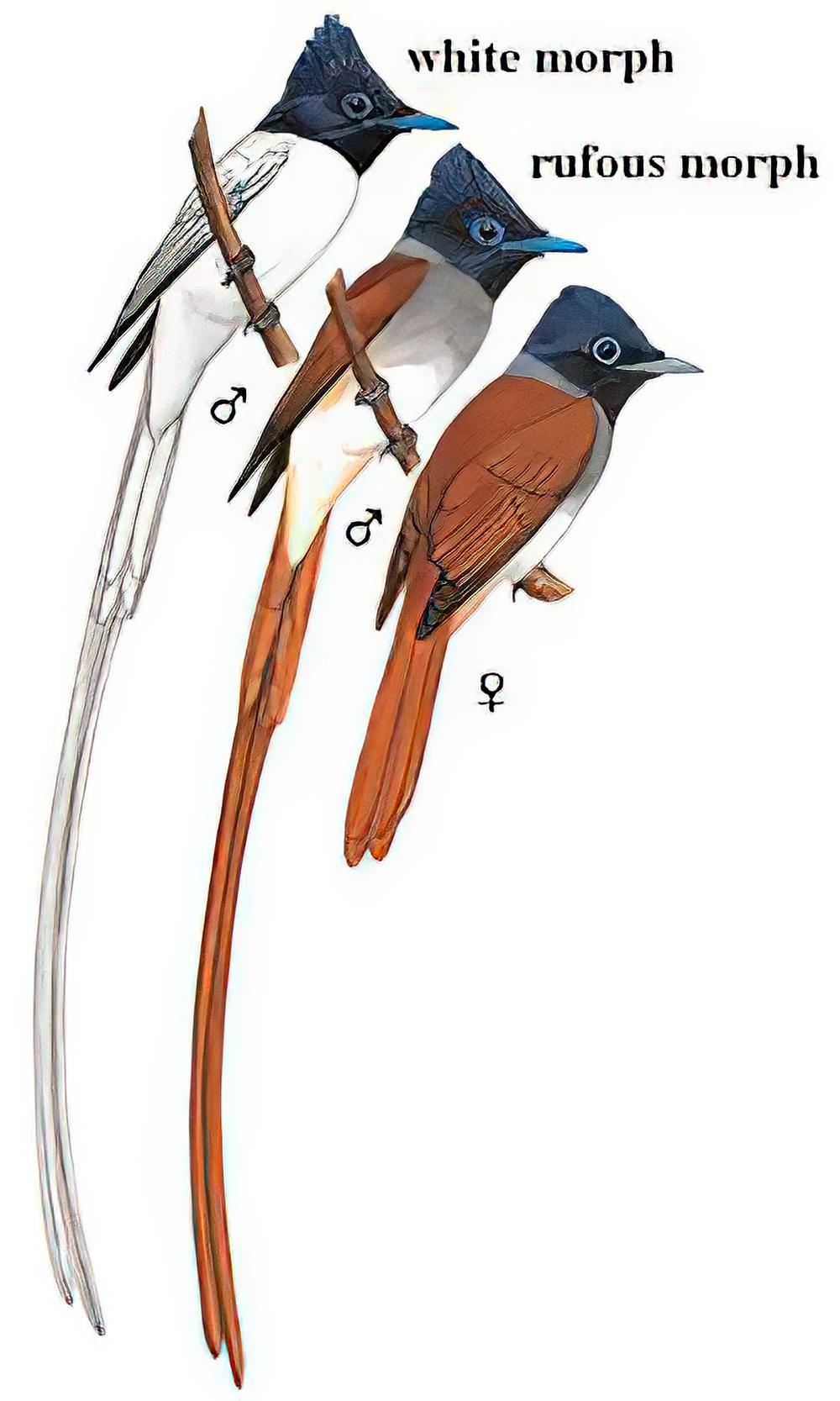 寿带 / Amur Paradise Flycatcher / Terpsiphone incei