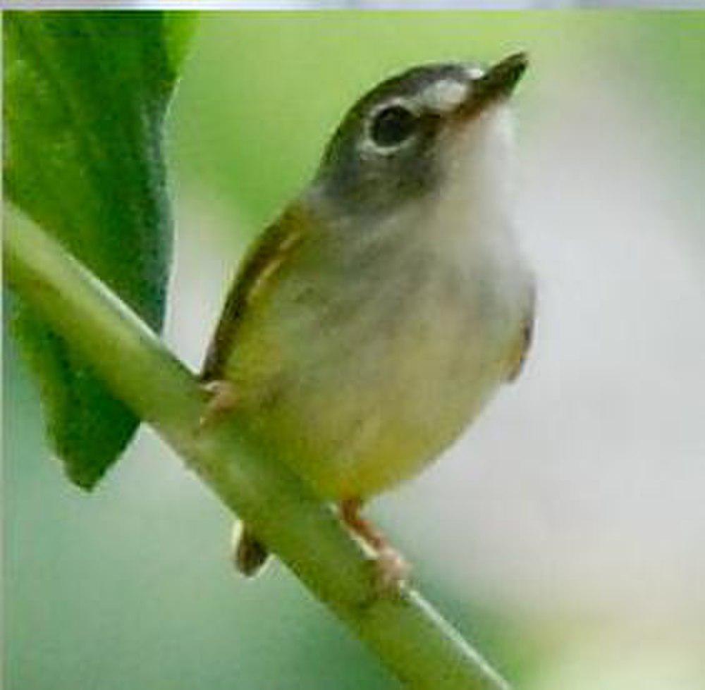 黑顶侏霸鹟 / Black-capped Pygmy Tyrant / Myiornis atricapillus