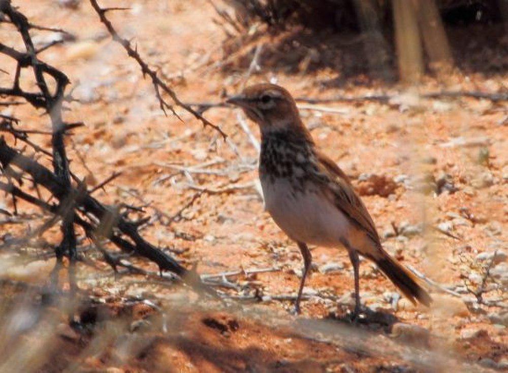 红歌百灵 / Red Lark / Calendulauda burra