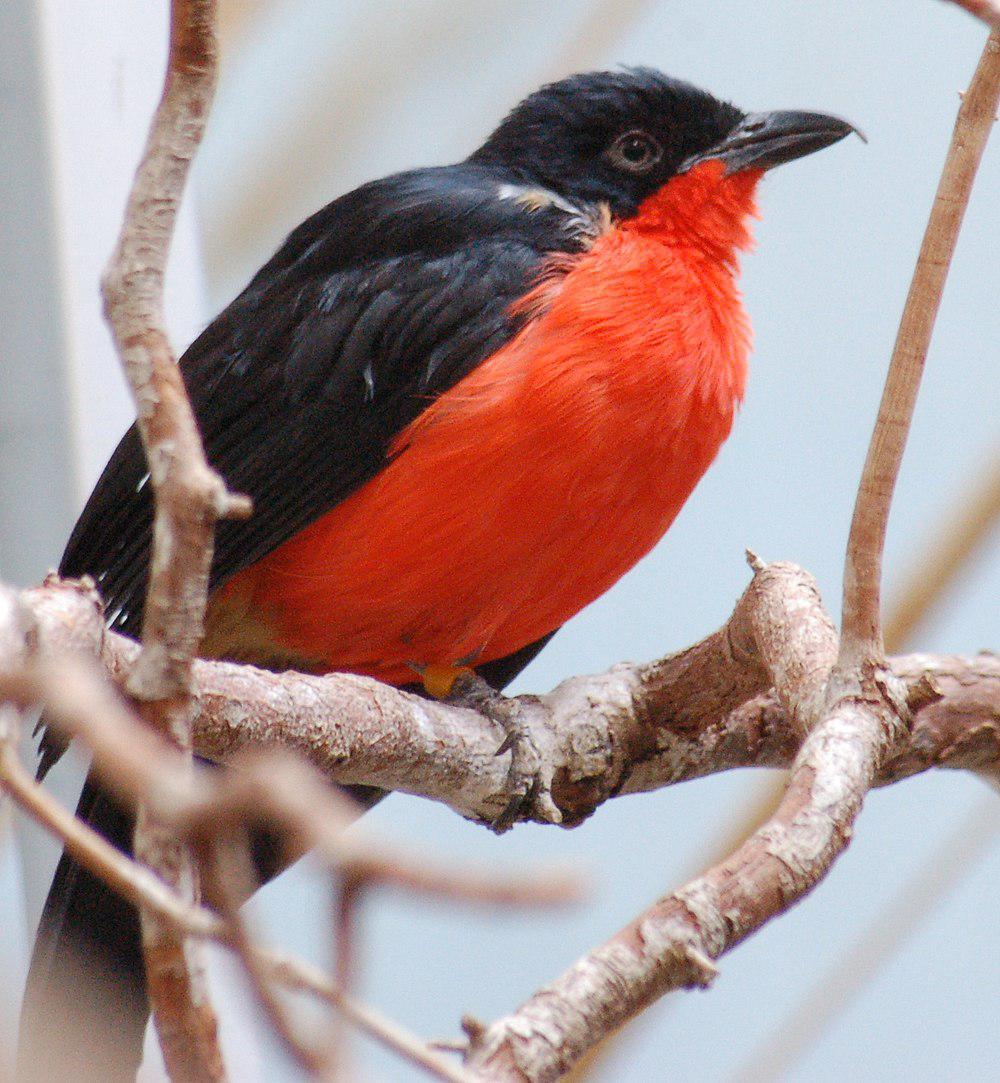 黑头黑鵙 / Black-headed Gonolek / Laniarius erythrogaster