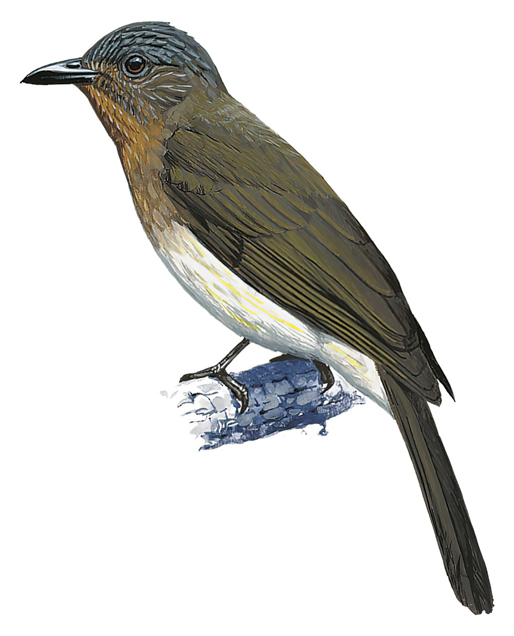 米岛鹎 / Visayan Bulbul / Hypsipetes guimarasensis