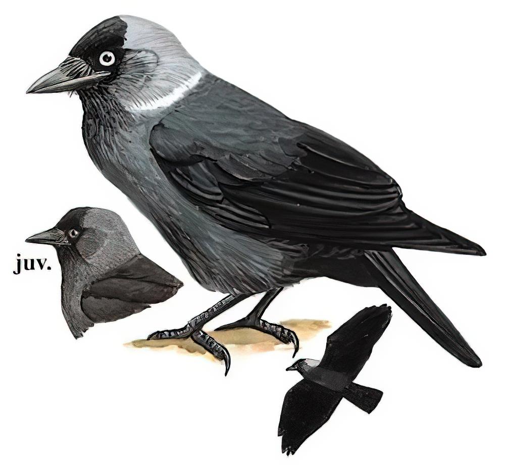 寒鸦 / Western Jackdaw / Coloeus monedula