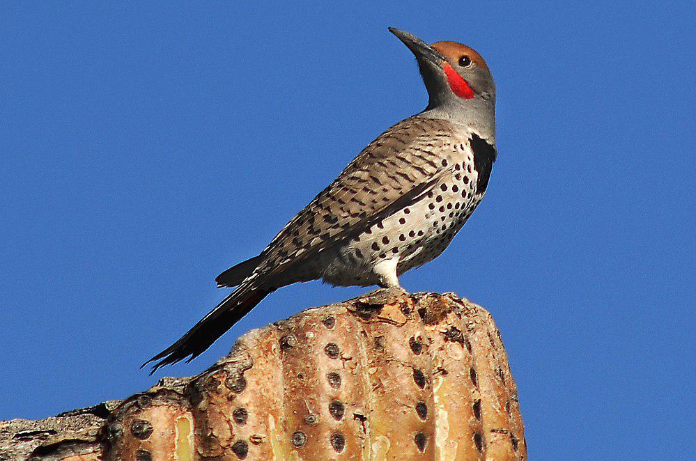 黄扑翅䴕 / Gilded Flicker / Colaptes chrysoides