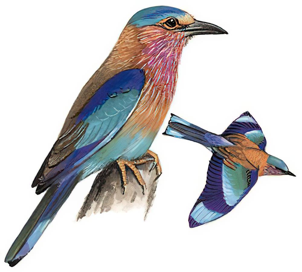 南亚佛法僧 / Indian Roller / Coracias benghalensis