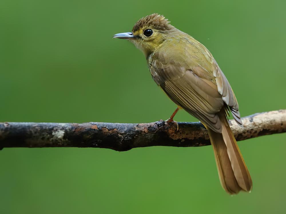 丝背鹎 / Hairy-backed Bulbul / Tricholestes criniger