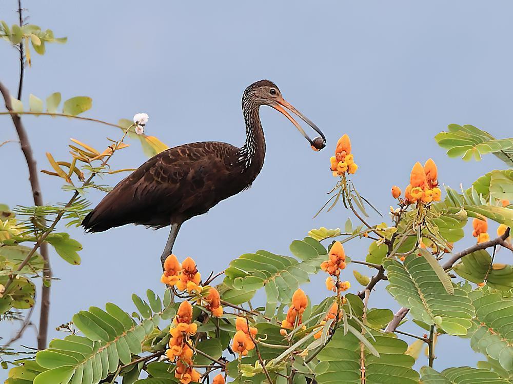 秧鹤 / Limpkin / Aramus guarauna