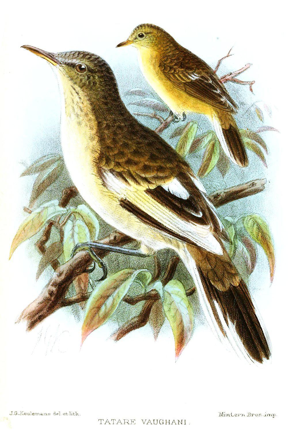 皮岛苇莺 / Pitcairn Reed Warbler / Acrocephalus vaughani