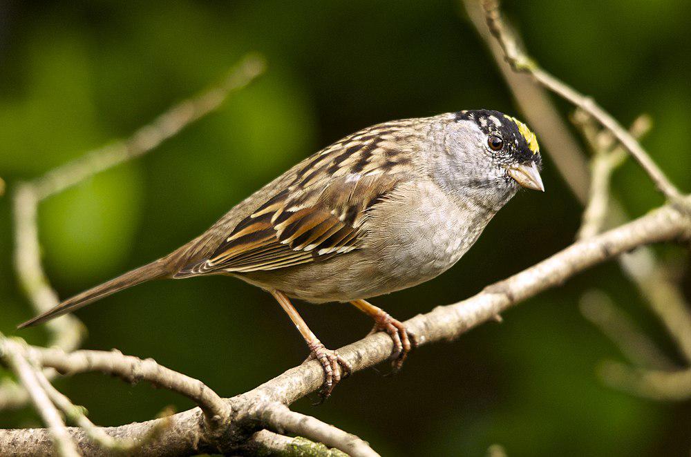 金冠带鹀 / Golden-crowned Sparrow / Zonotrichia atricapilla