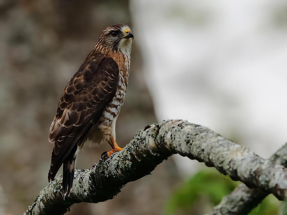 巨翅鵟 / Broad-winged Hawk / Buteo platypterus