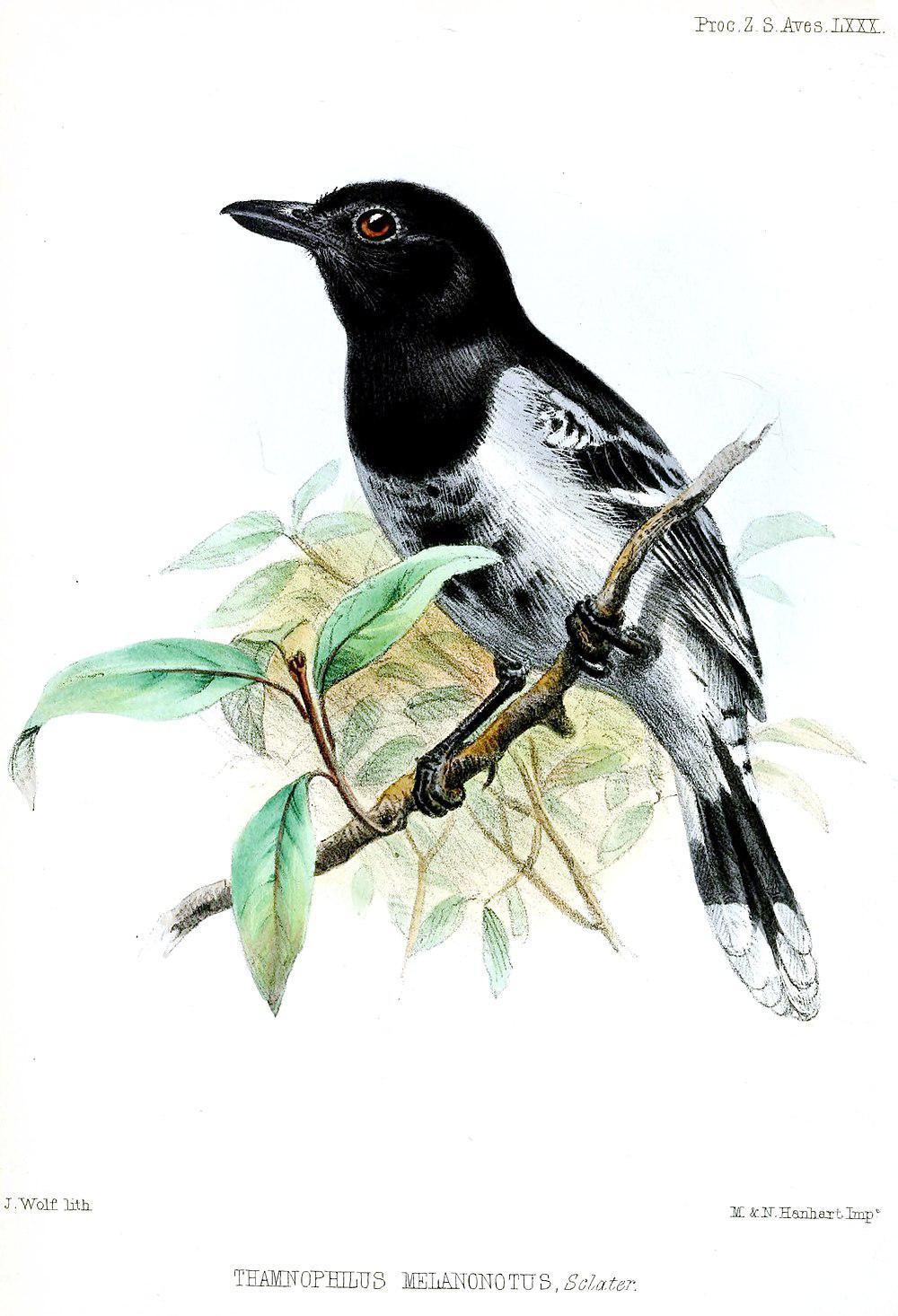 黑背蚁鵙 / Black-backed Antshrike / Thamnophilus melanonotus