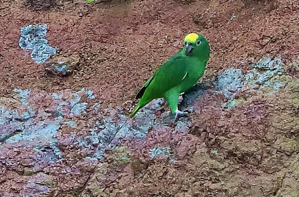 黄冠鹦哥 / Yellow-crowned Amazon / Amazona ochrocephala