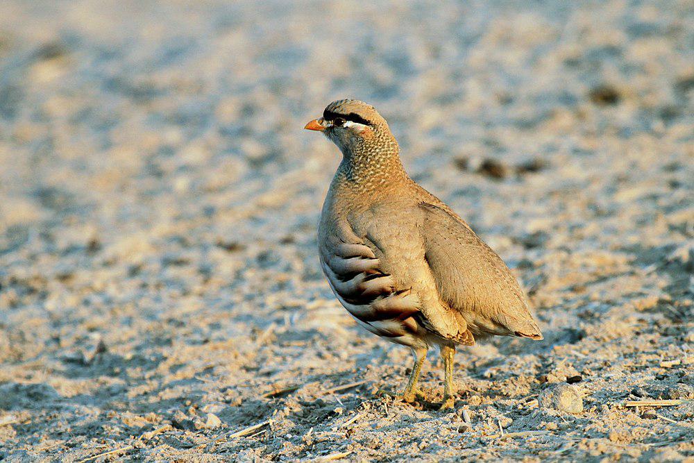 漠鹑 / See-see Partridge / Ammoperdix griseogularis