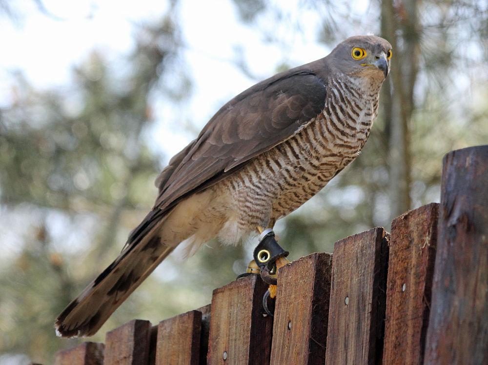 非洲鹰 / African Goshawk / Accipiter tachiro