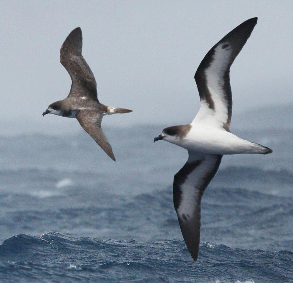 百慕大圆尾鹱 / Bermuda Petrel / Pterodroma cahow