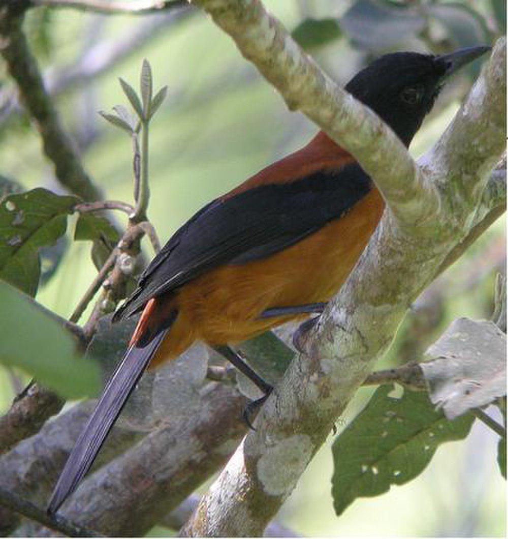 黑头林鵙鹟 / Hooded Pitohui / Pitohui dichrous