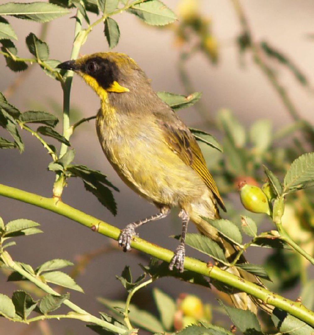 紫颊纹吸蜜鸟 / Purple-gaped Honeyeater / Lichenostomus cratitius