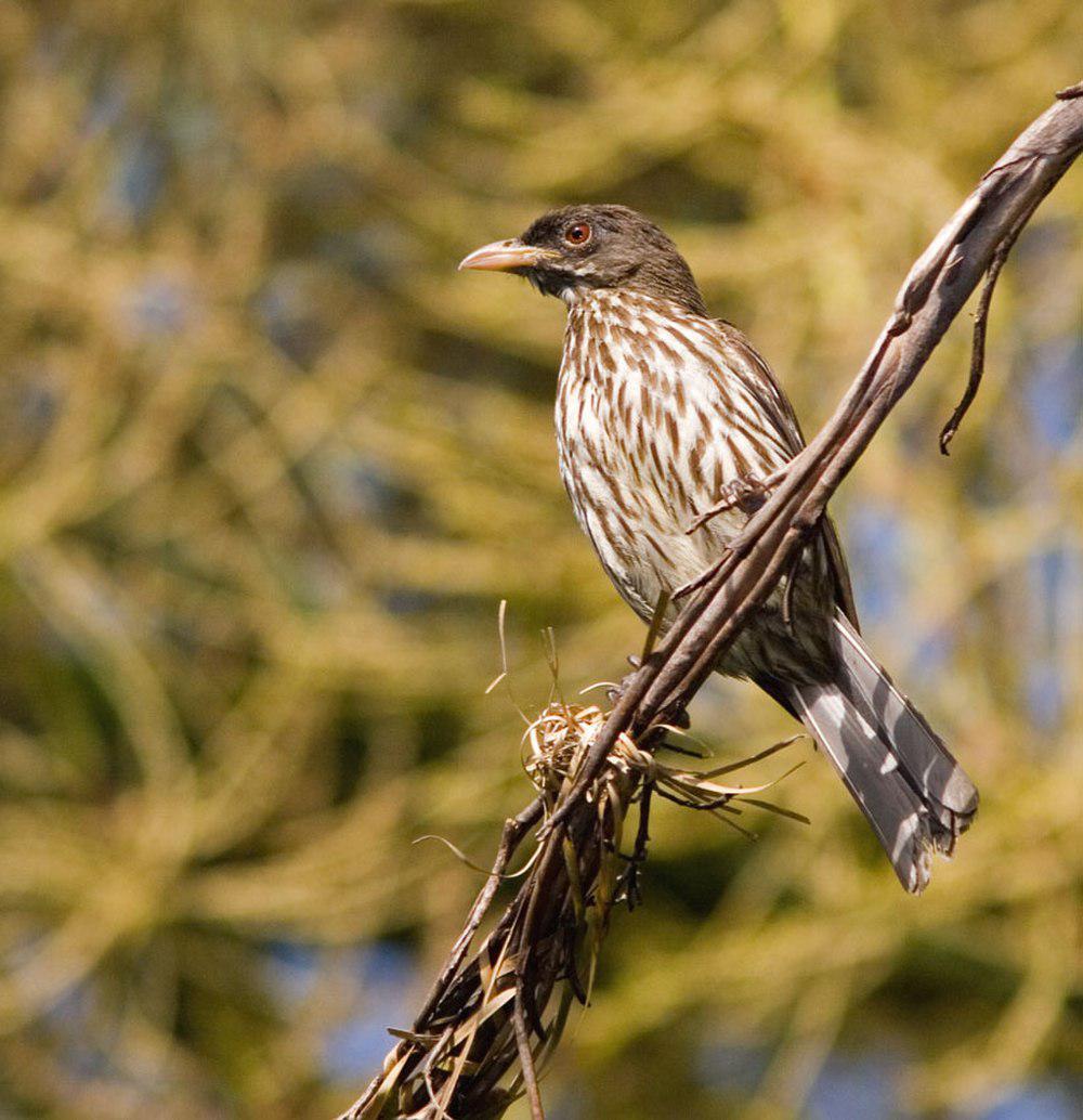 棕榈䳭 / Palmchat / Dulus dominicus