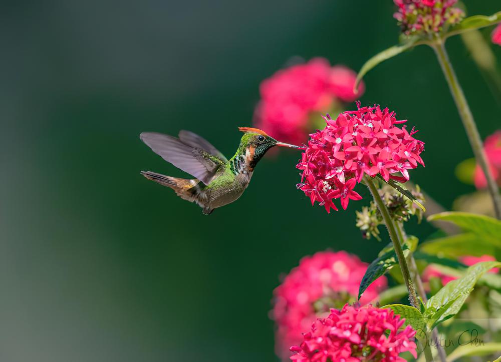 纹颈冠蜂鸟 / Frilled Coquette / Lophornis magnificus