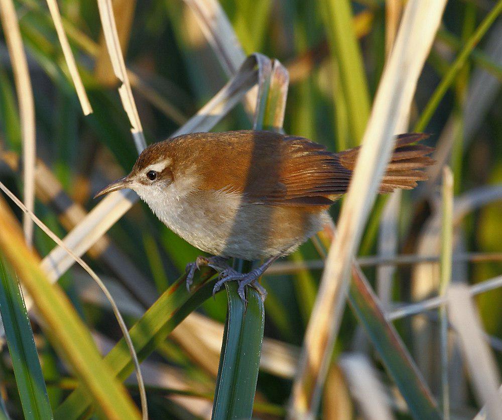 弯嘴芦雀 / Curve-billed Reedhaunter / Limnornis curvirostris