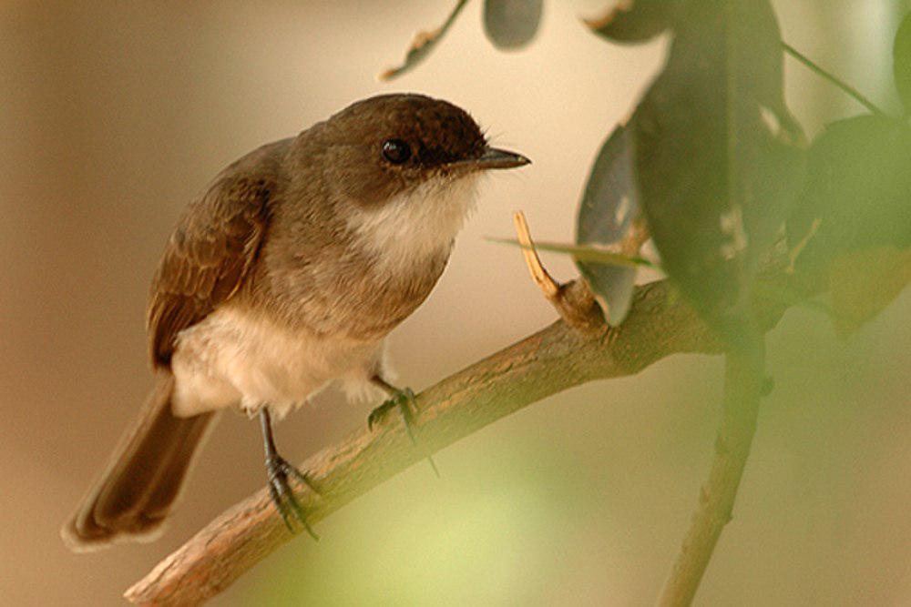 泽鹟 / Swamp Flycatcher / Muscicapa aquatica